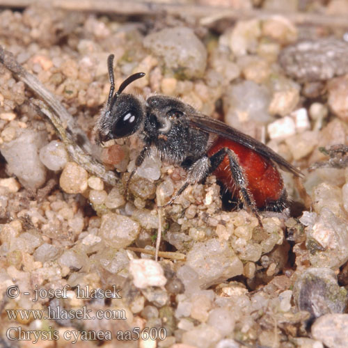 Chrysis cyanea aa5600