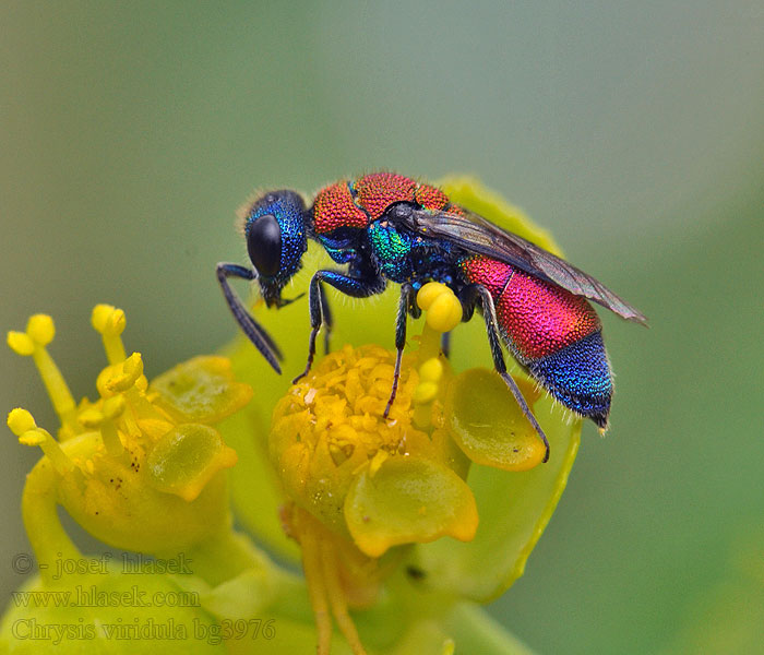 Chrysis viridula Zlatěnka zlatozelená zelenavá Bunte Goldwespe Зеленоватая блестянка