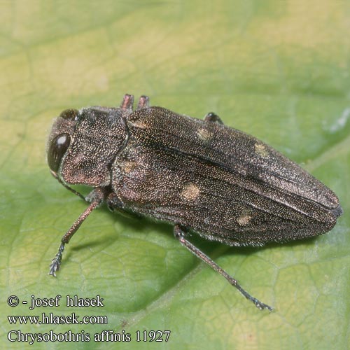 Chrysobothris affinis Krasec šestitečný Zlatojamec zlatý Gold pit oak splendour beetle Goldgruben-Eichenprachtkäfer Zrąbień dębowiec Златка бронзовая дубовая Krasoň šesťbodý