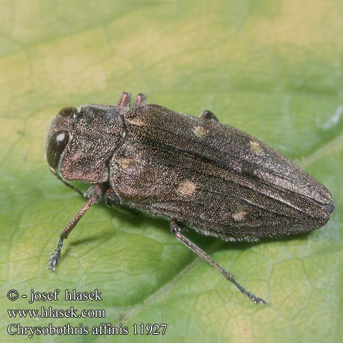 Chrysobothris affinis Krasec šestitečný Zlatojamec zlatý Gold pit oak splendour beetle Goldgruben-Eichenprachtkäfer Zrąbień dębowiec Златка бронзовая дубовая Krasoň šesťbodý