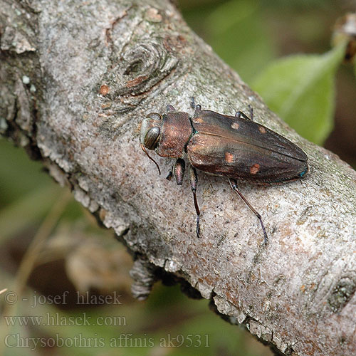 Krasoň šesťbodý Chrysobothris affinis Krasec šestitečný Zlatojamec zlatý Gold pit oak splendour beetle Goldgruben-Eichenprachtkäfer Zrąbień dębowiec Златка бронзовая дубовая