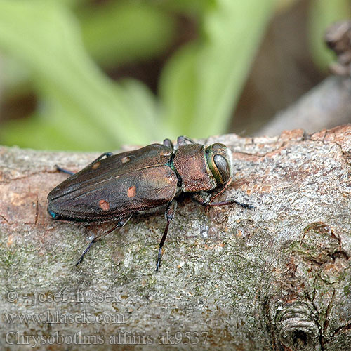 Chrysobothris affinis Krasec šestitečný Zlatojamec zlatý Gold pit oak splendour beetle Goldgruben-Eichenprachtkäfer Zrąbień dębowiec Златка бронзовая дубовая Krasoň šesťbodý