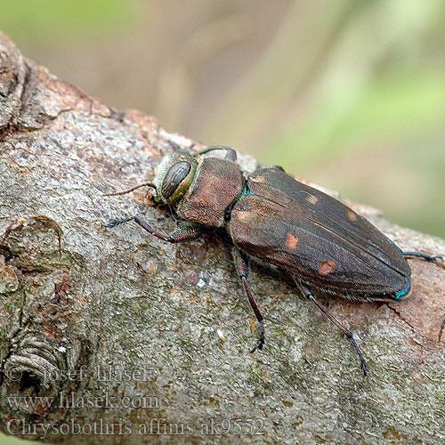 Krasec šestitečný Zlatojamec zlatý Gold pit oak splendour beetle Goldgruben-Eichenprachtkäfer Zrąbień dębowiec Златка бронзовая дубовая Krasoň šesťbodý Chrysobothris affinis