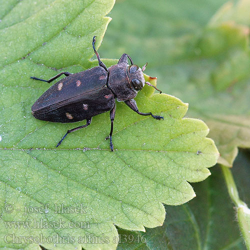 Златка бронзовая дубовая Krasoň šesťbodý Chrysobothris affinis Krasec šestitečný Zlatojamec zlatý Gold pit oak splendour beetle Goldgruben-Eichenprachtkäfer Zrąbień dębowiec