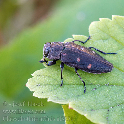 Zlatojamec zlatý Gold pit oak splendour beetle Goldgruben-Eichenprachtkäfer Zrąbień dębowiec Златка бронзовая дубовая Krasoň šesťbodý Chrysobothris affinis Krasec šestitečný