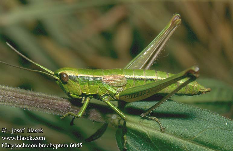 Euthystira brachyptera Chrysochraon Acridium smaragdulum Small Gold Grasshopper Saranče zlatozelená Criquet genévriers Kleine goudsprinkhaan Smaragdzöld sáska Kleine Goldschrecke Trumpasparnis skėriukas Złotawiec krótkoskrzydły Зеленчук короткокрылый Koník zlatozelený