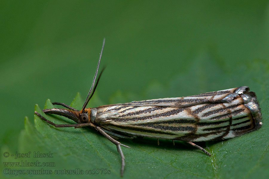 Chrysocrambus craterella craterellus Travařík stepní