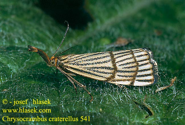 Chrysocrambus craterellus Trávovec mriežkovaný Crambus rayé Травянка золотистая