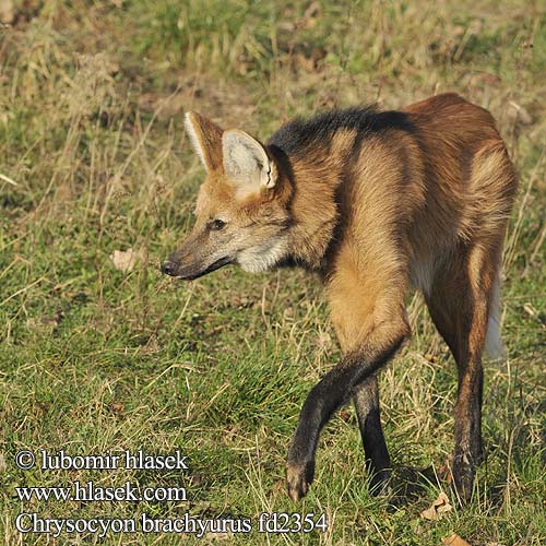 Chrysocyon brachyurus fd2354