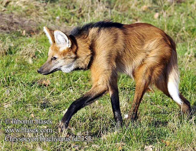 Chrysocyon brachyurus fd2355