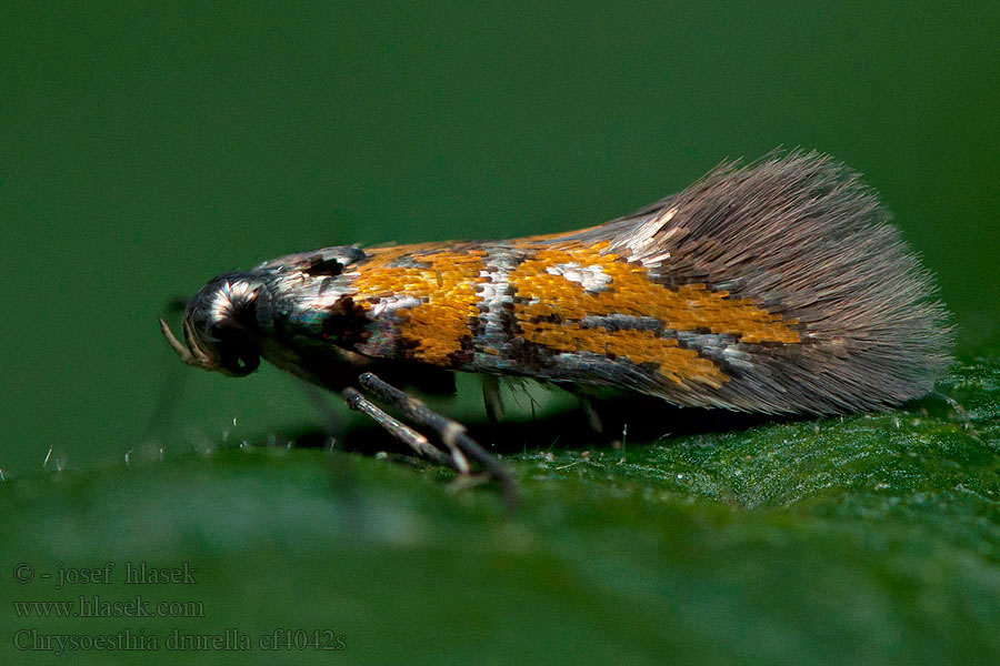 Chrysoesthia drurella