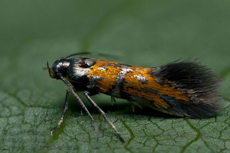 Chrysoesthia drurella Makadlovka ozdobná