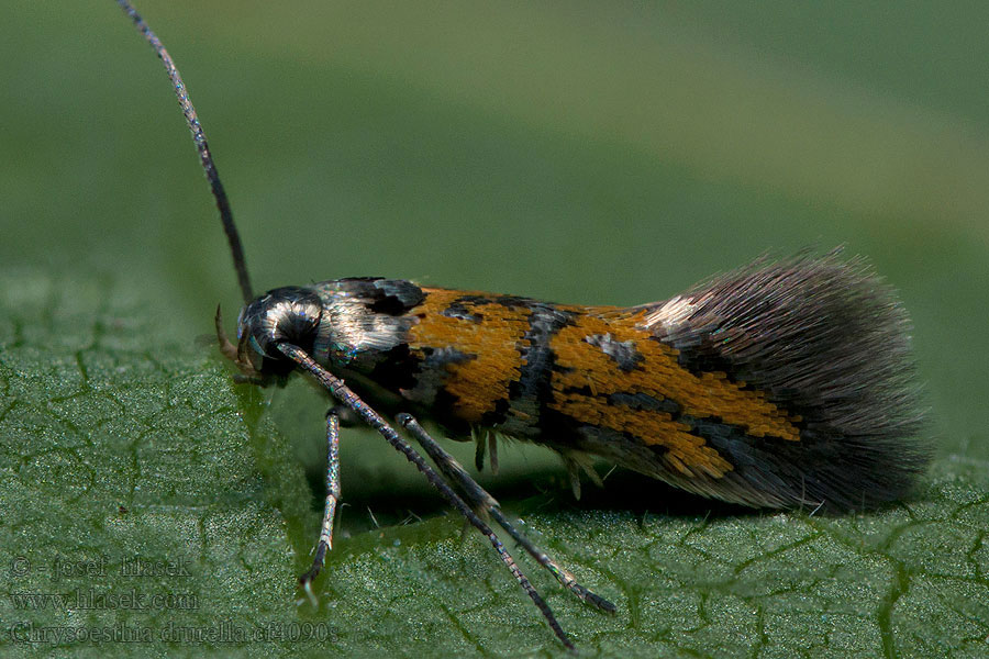 Chrysoesthia drurella Psota láskavcová