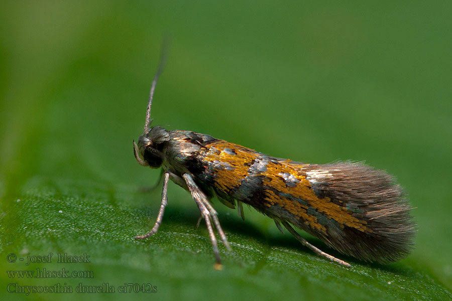 Chrysoesthia drurella Gloriemot Praktmållmal