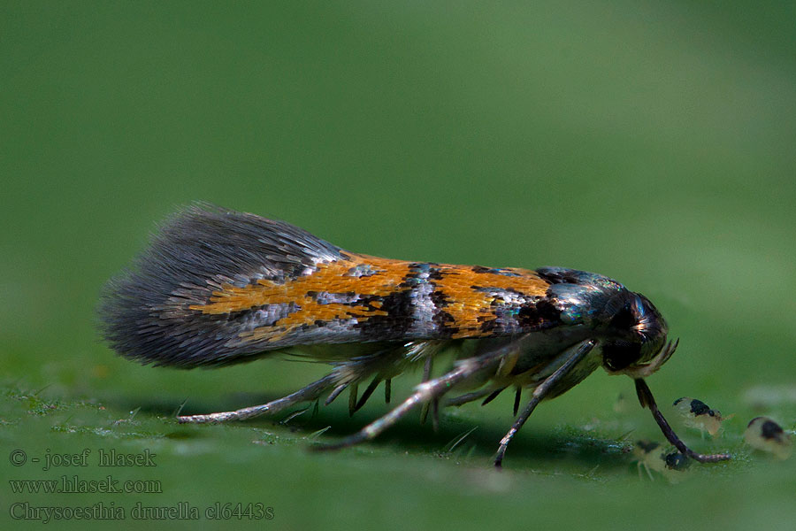 Makadlovka ozdobná Chrysoesthia drurella