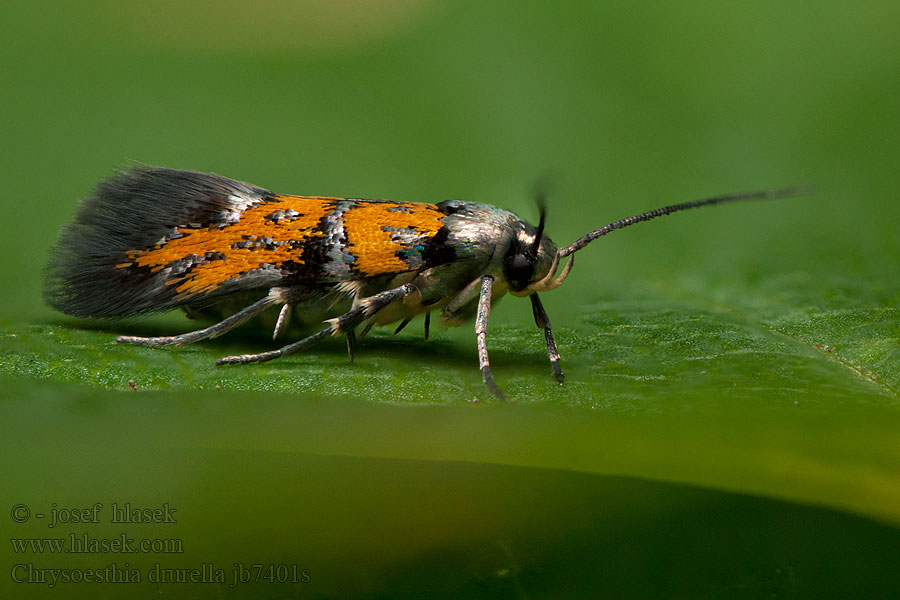 Makadlovka ozdobná Chrysoesthia drurella