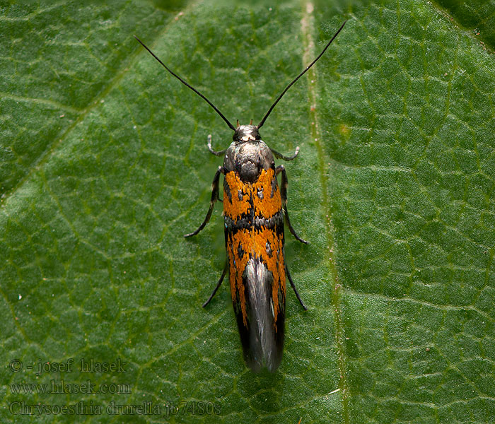 Makadlovka ozdobná Chrysoesthia drurella