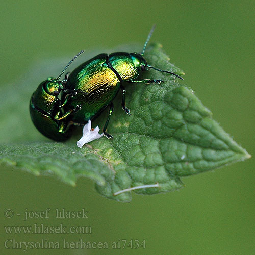 Chrysolina herbacea menthastri Mandelinka mátová Liskavka mätová Grøn Guldbille Cette chrysomèle menthe Groen Muntgoudhaantje Minzeblattkäfer