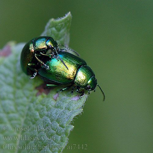 Grøn Guldbille Cette chrysomèle menthe Groen Muntgoudhaantje Minzeblattkäfer Chrysolina herbacea menthastri Mandelinka mátová Liskavka mätová