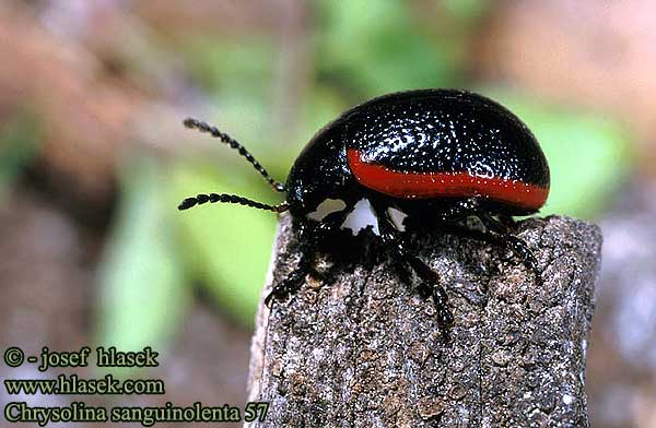 Chrysolina sanguinolenta Mandelinka krvavá Листоед краснокаемчатый Rotsaum-Blattkäfer Kannusruohokuoriainen Chrysomèle linaire