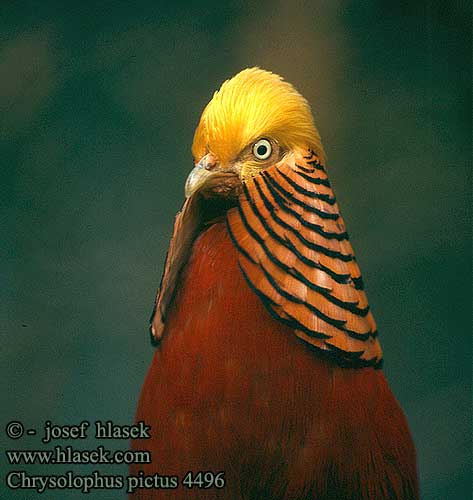 Chrysolophus pictus Golden Pheasant Goldfasan Faisan doré Faisán Dorado Zlati fazan Bažant zlatý Guldfasan Goudfazant Kultafasaani Fagiano dorato Gullfasan Guldfasan 红腹锦鸡 キンケイ Bażant złocisty Faisão-dourado Золотой фазан