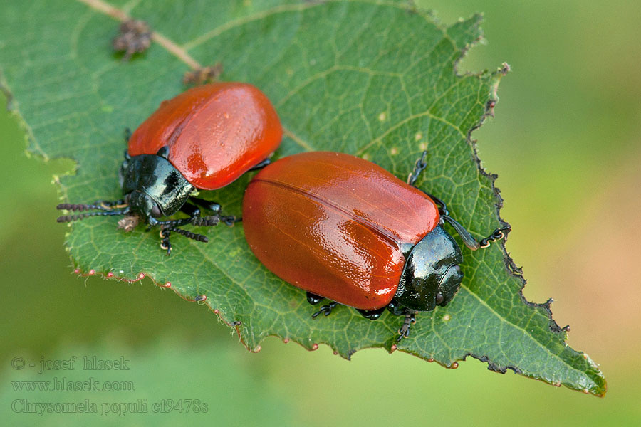 Chrysomela populi Краснокрылый тополёвый листоед Liskavka topoľová Aspglansbagge