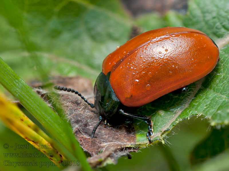 Chrysomela populi Mandelinka topolová Pappelblattkäfer