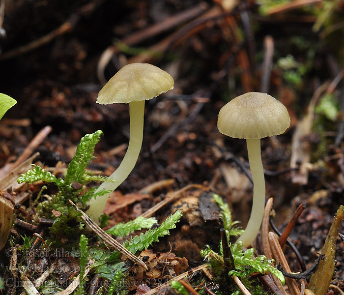 Kalichovka matná Chrysomphalina grossula