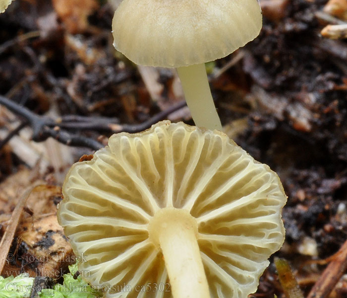 Grüngelber Nabeling Chrysomphalina grossula