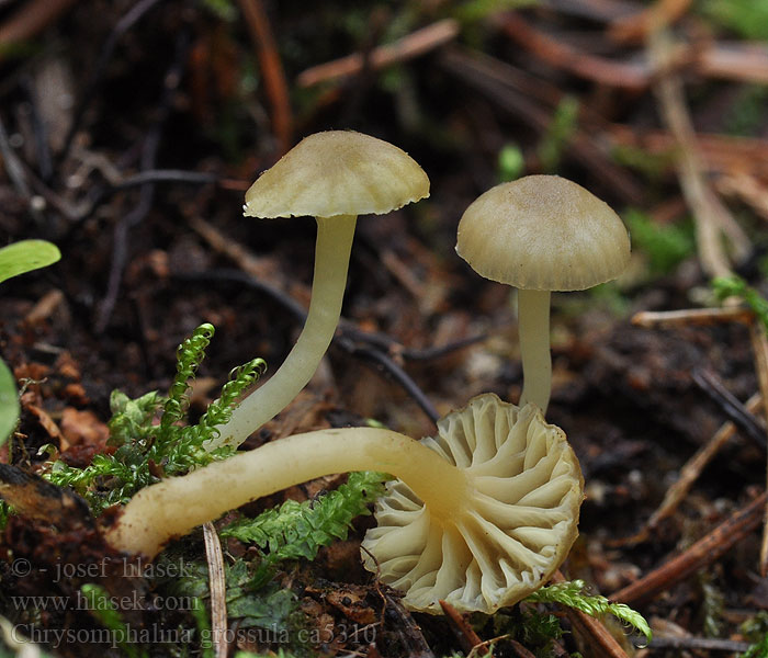 Groengeel trechtertje Chrysomphalina grossula