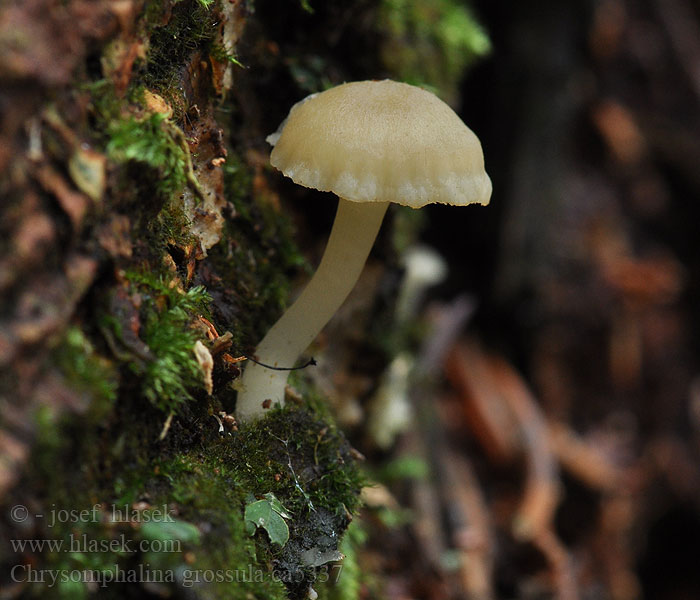 Хризомфалина толстенькая Chrysomphalina grossula