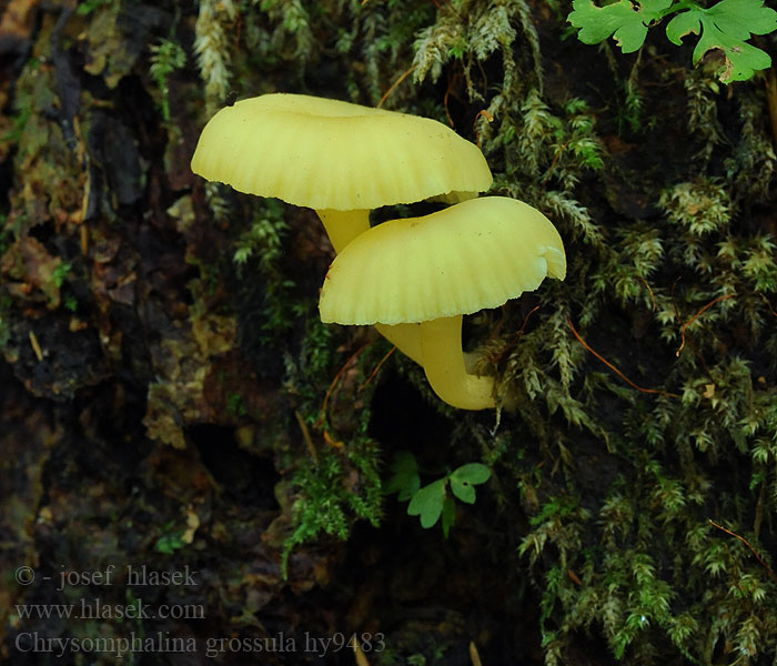 Chrysomphalina grossula Kalichovka matná Grüngelber Nabeling