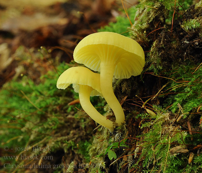 Chrysomphalina grossula Groengeel trechtertje Stød-gylde