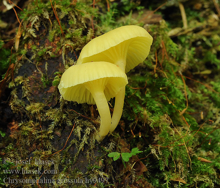 Chrysomphalina grossula Gröngul navling Kuusinapalakki