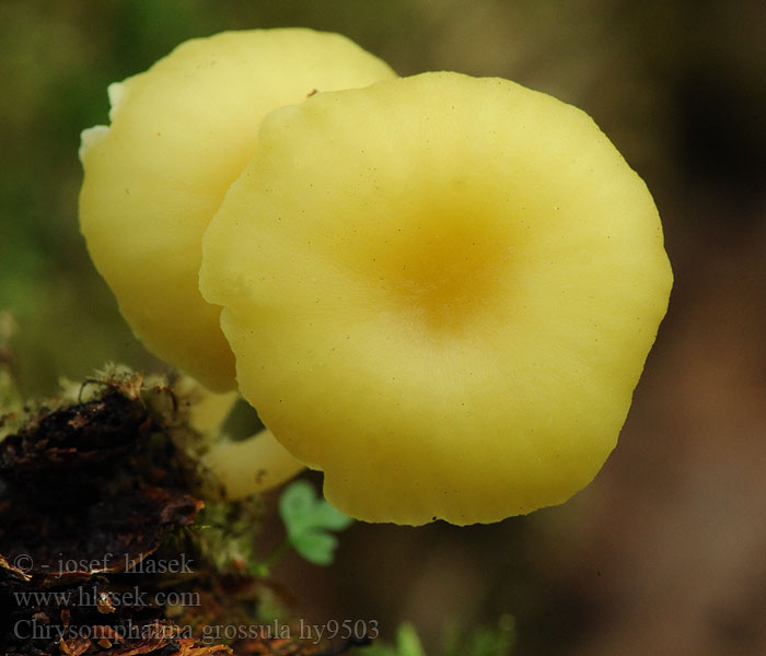 Chrysomphalina grossula Gulgrønn navlesopp Хризомфалина толстенькая