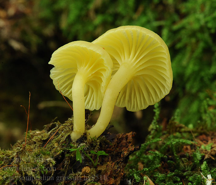 Chrysomphalina grossula Kalichovka matná