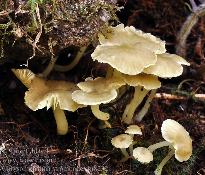 Chrysomphalina strombodes Kalichovka lutolupenn