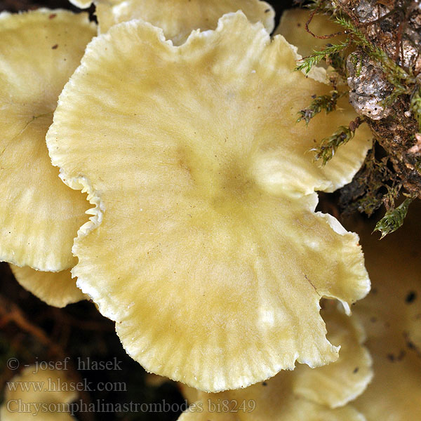 Ppnica szarobrzowa Chrysomphalina strombodes