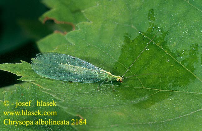 Chrysopa albolineata