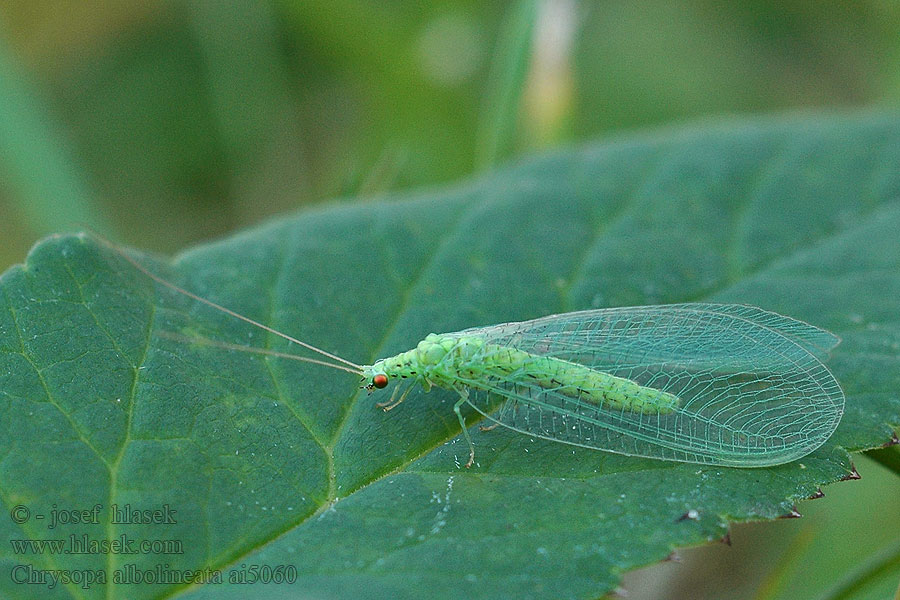 Chrysopa albolineata