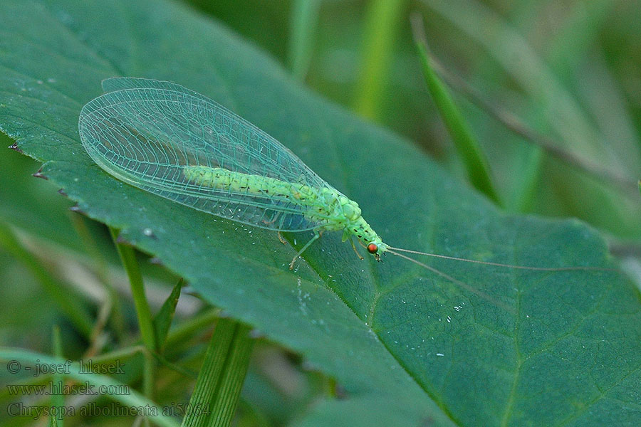 Chrysopa albolineata