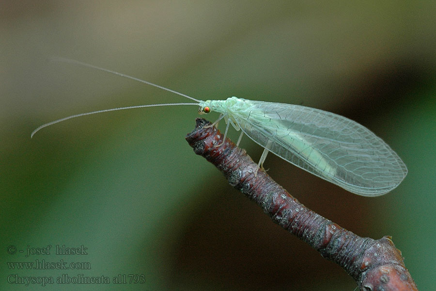 Chrysopa albolineata