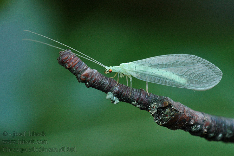 Chrysopa albolineata