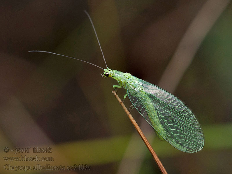 Chrysopa albolineata