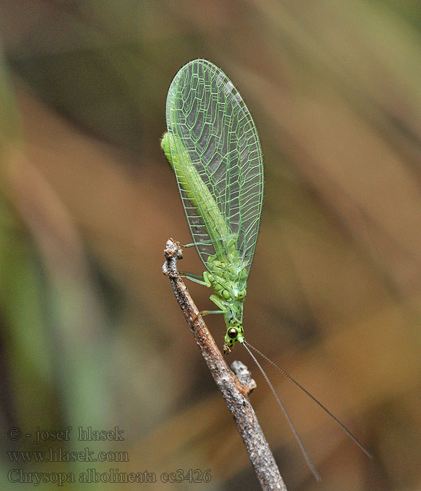 Chrysopa albolineata