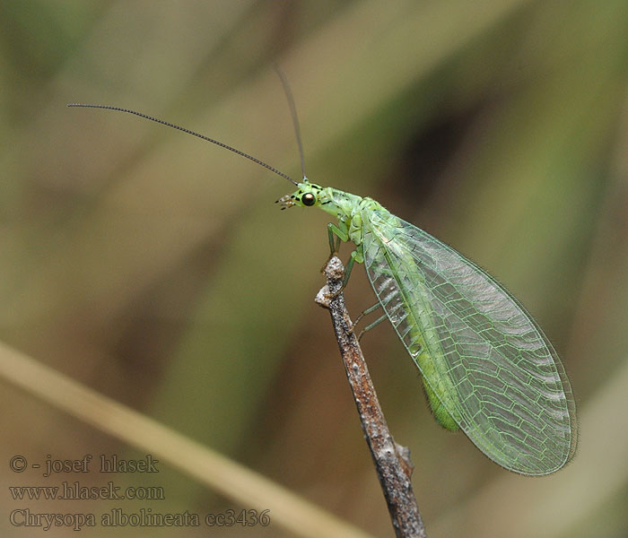 Chrysopa albolineata