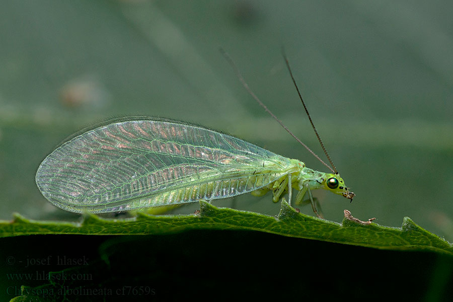 Chrysopa albolineata