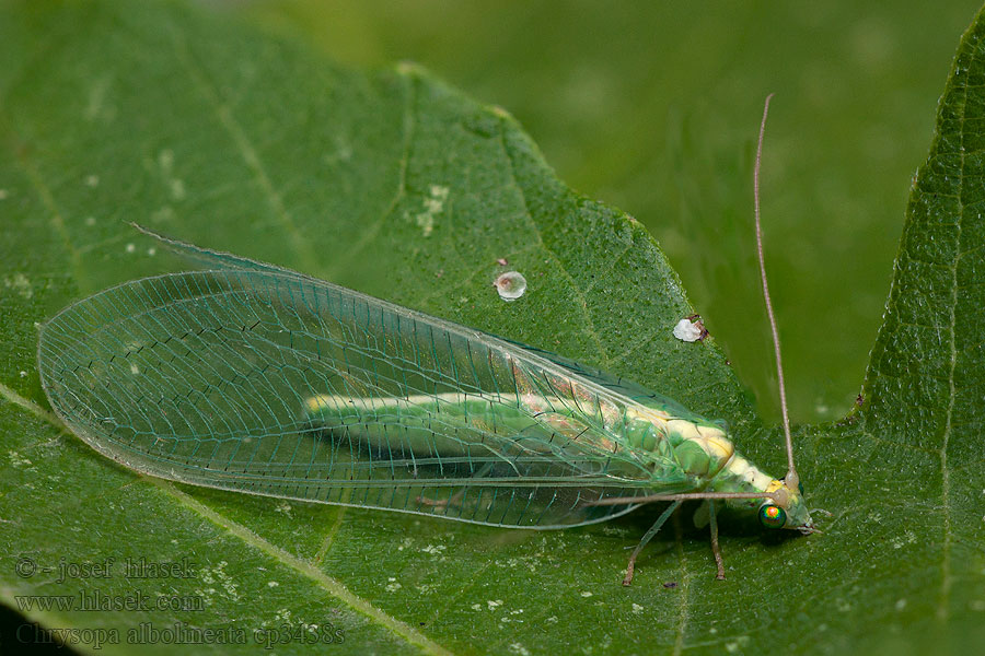 Chrysopa albolineata