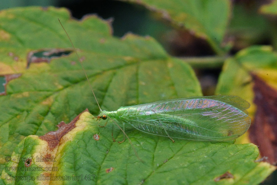 Chrysopa albolineata