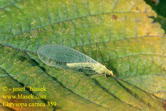 Chrysopa carnea CZ: zlatooka obecn